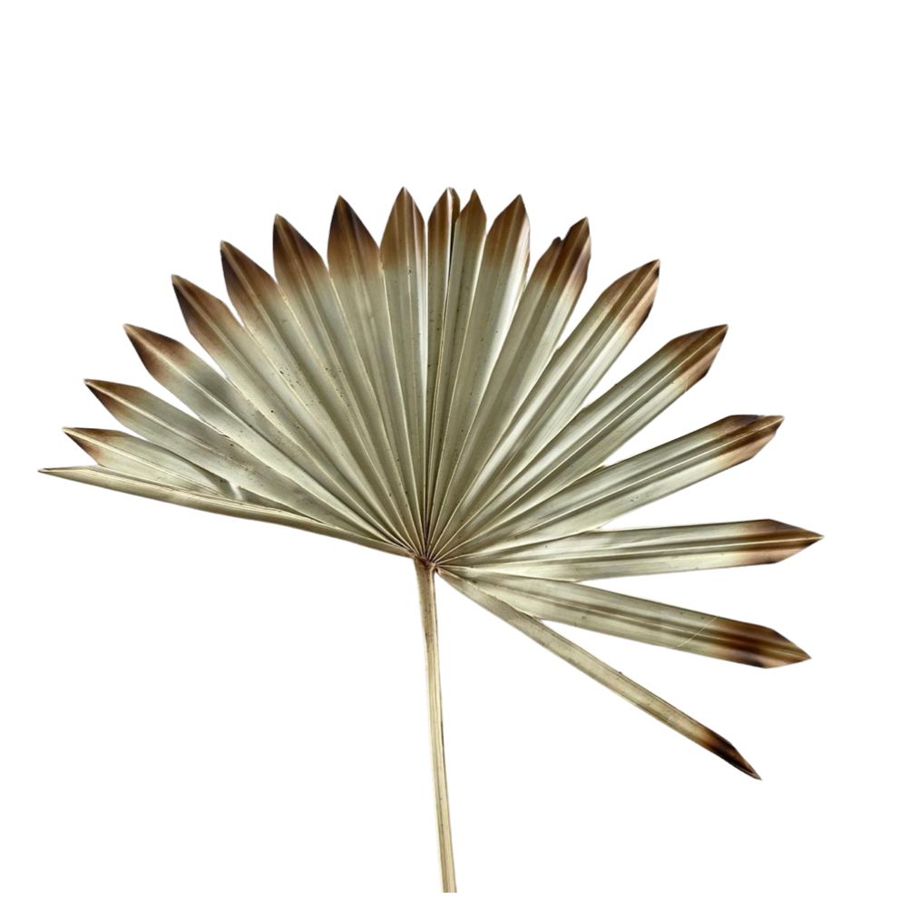 Suncut Palm Mini (Arecaceae)