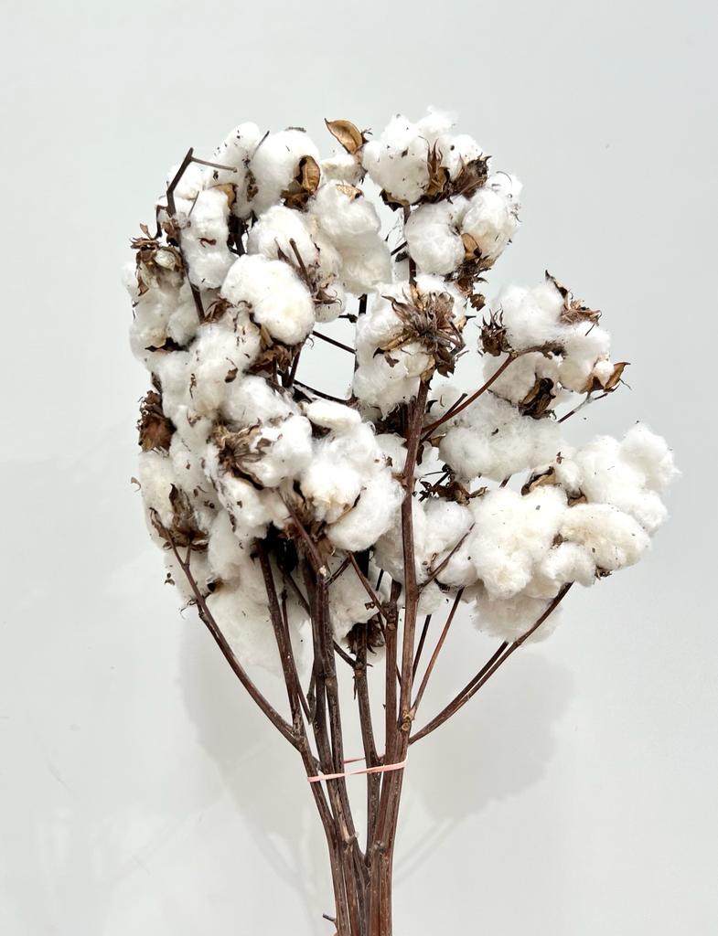Natural Cotton - Gossypium