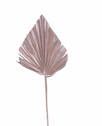 Mini Spear palm - Arecaceae - Dry Flowers Traders | Dried and Preserved Flowers