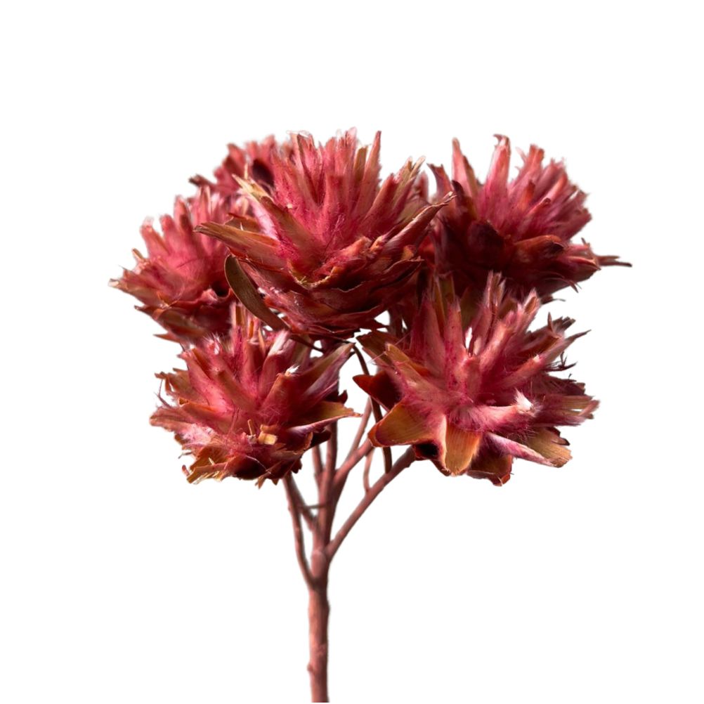 Dried Plumosum -Leucadendron