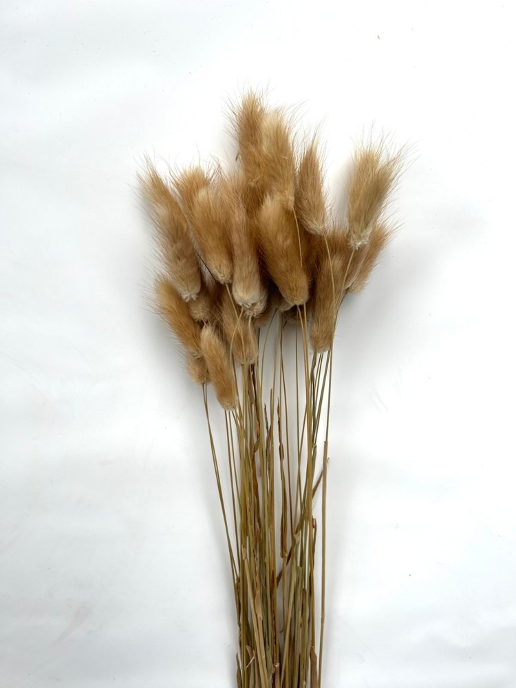 Bunny Tails (Lagurus ovatus) - Dry Flowers Traders | Dried and Preserved Flowers