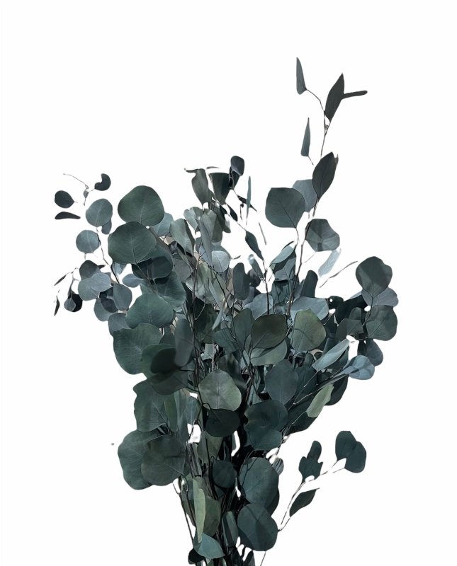 Dry Polygum Eucalyptus - Dry Flowers Traders | Dried Flower