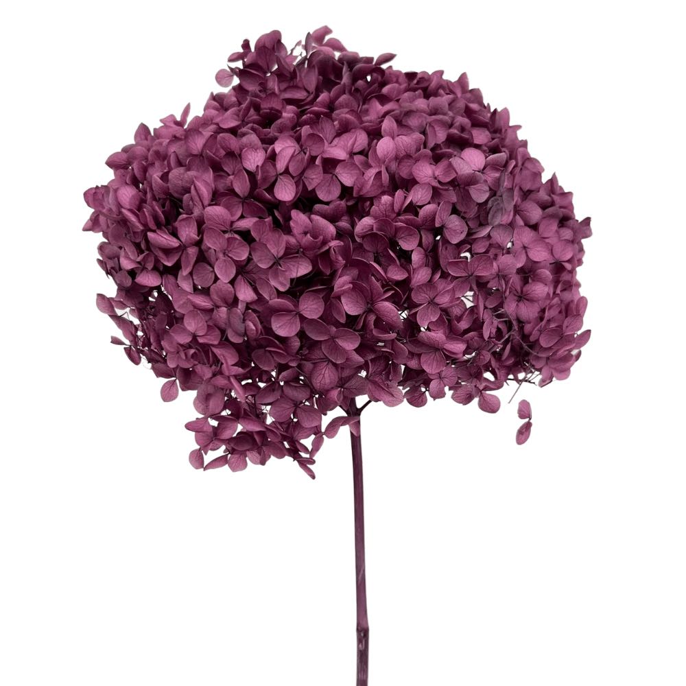 Hydrangea Macrophylla (Annabelle) - Dry Flowers Traders | Preserved Flowers