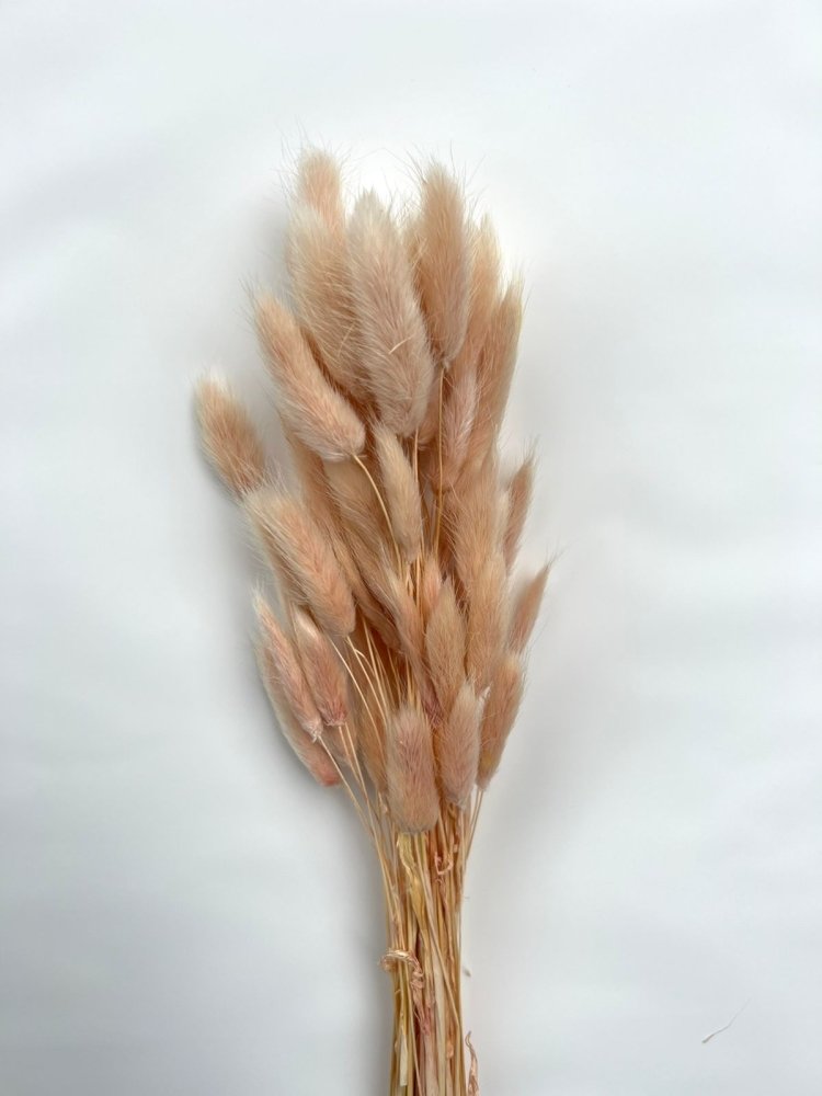 Bunny Tails (Lagurus ovatus) - Dry Flowers Traders | Dried and Preserved Flowers