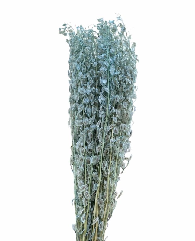 Delphinium- Mini lunaria annua - Dry Flowers Traders | Dried and Preserved Flowers