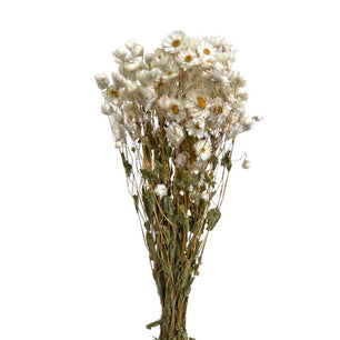 Dry Daisy (Mmobium winged) - Dry Flowers Traders | Dried Flower