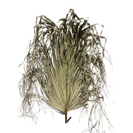 Dry Palm - Arecaceae - Dry Flowers Traders | Dried and Preserved Flowers
