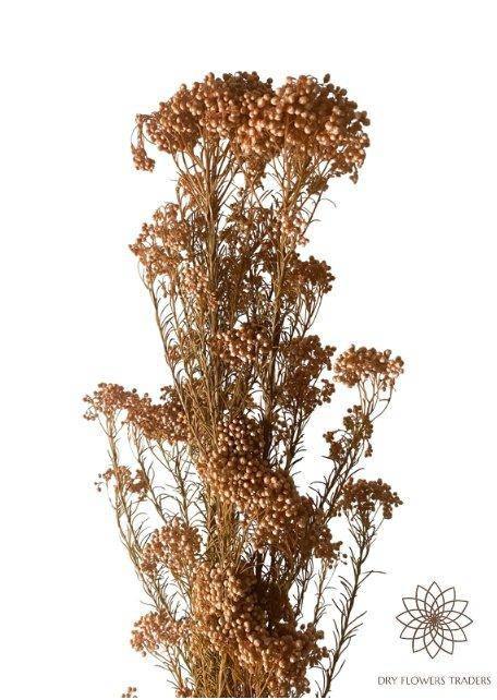 Rice Flower (Ozothamnus Diosmifolius) - Dry Flowers Traders