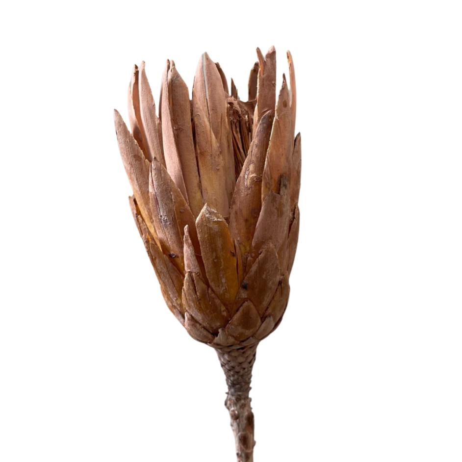 Protea Repen - Dry Flowers Traders |