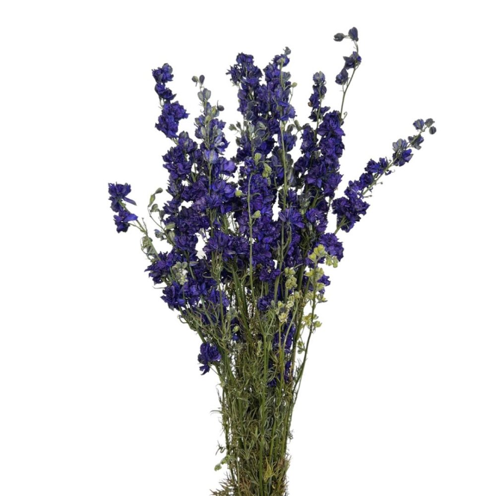 Dried Larkspur - Dry Flowers Traders |