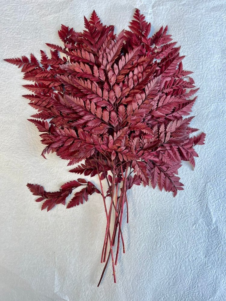 Mini Leather Fern (Rumohra adiantiformis) - Dry Flowers Traders | Dried and Preserved Flowers