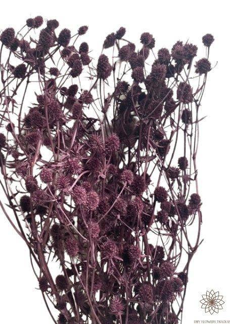 Seaholly - Eryngium planum - Dry Flowers Traders