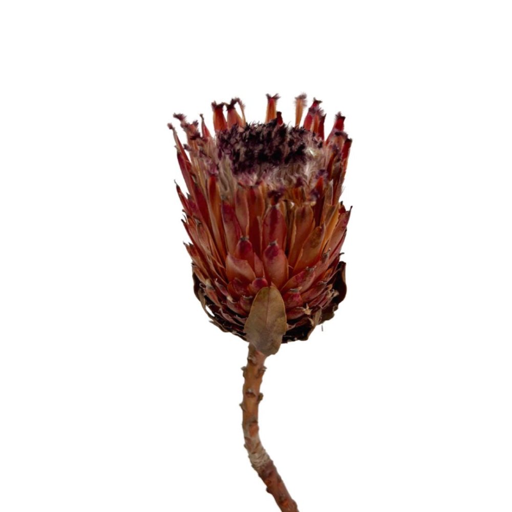 Queen Protea - Dry Flowers Traders |