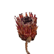 Queen Protea - Dry Flowers Traders |