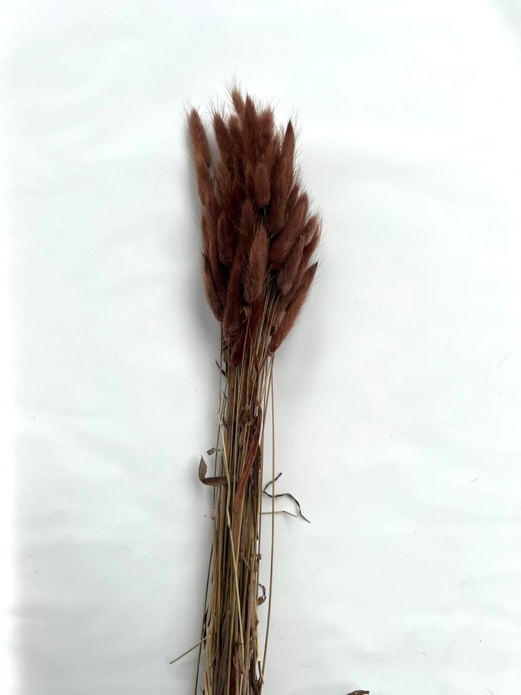 Bunny Tails (Lagurus ovatus) - Dry Flowers Traders | Dried and Preserved Flowers