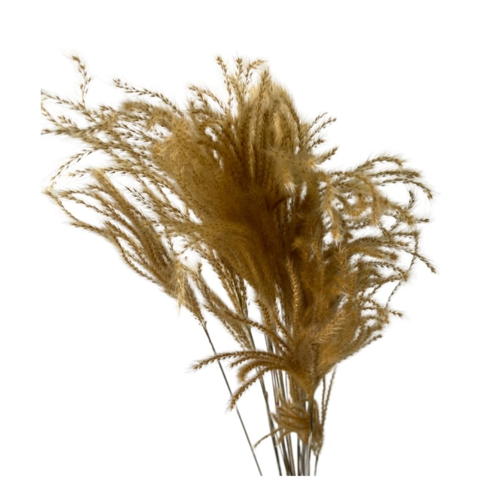 Mini Pampas/Brush the Dust (Cortaderia selloana) - Dry Flowers Traders | Dried and Preserved Flowers