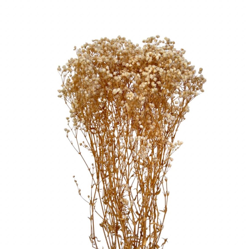 dried tiger lily Tiger Lily Bunch