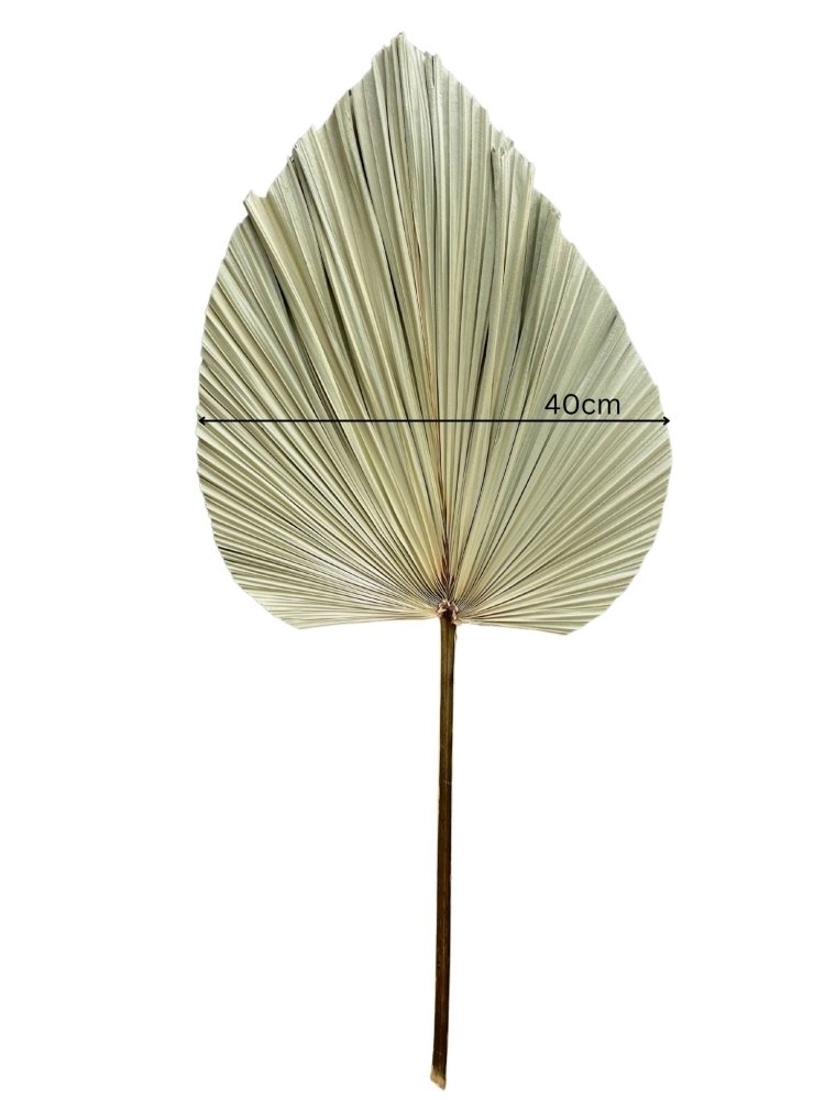 Spear Palm (Arecaceae) - Dry Flowers Traders | Dried and Preserved Flowers