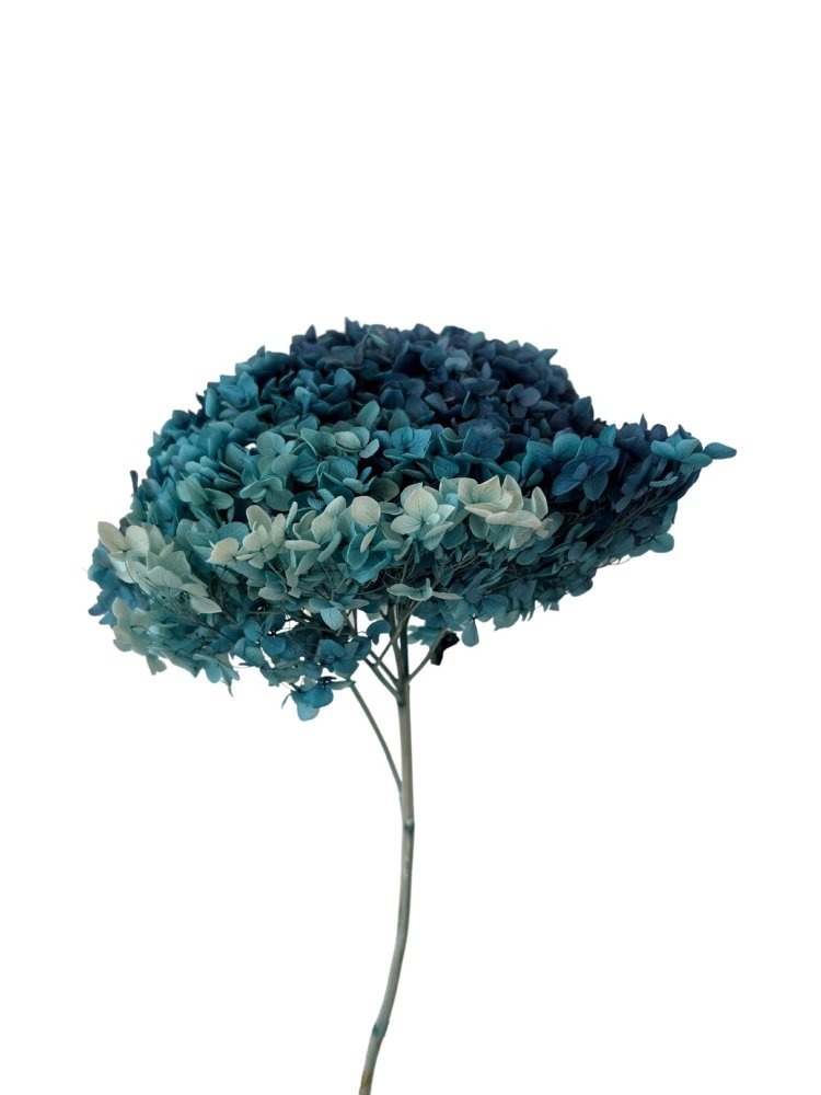 Hydrangea's (Annabelle Variety) Macrophylla - Dry Flowers Traders | Dried and Preserved Flowers