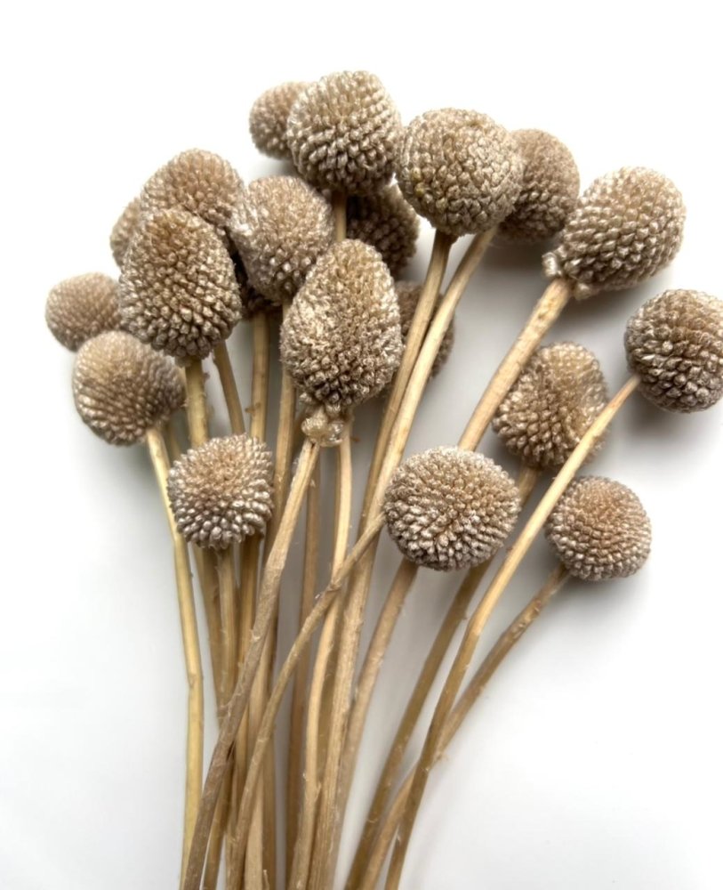 Billy Button (Pycnosorus) - Dry Flowers Traders | Dried and Preserved Flowers