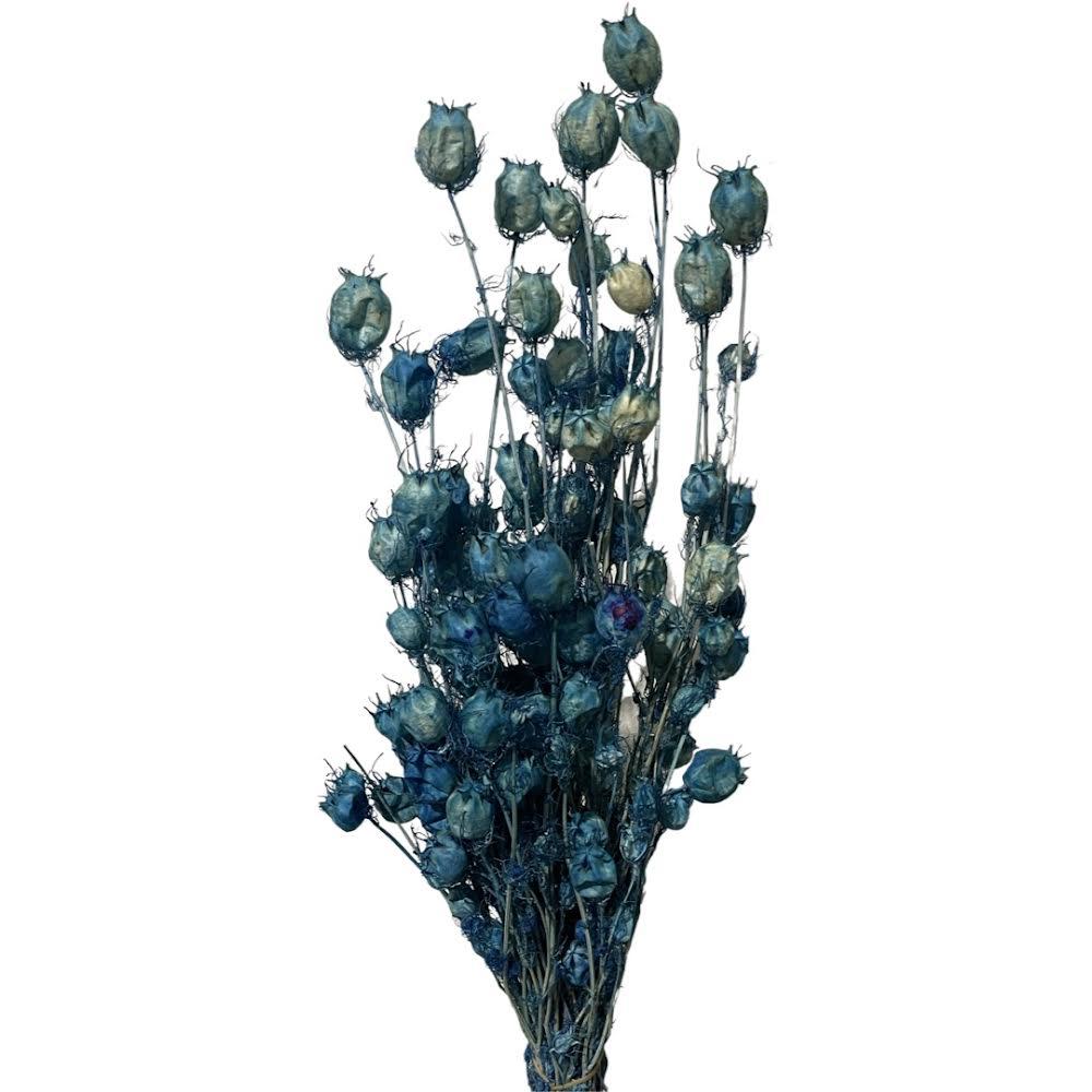 Nigella Orientalls Flower - Dry Flowers Traders | Dried Flowers