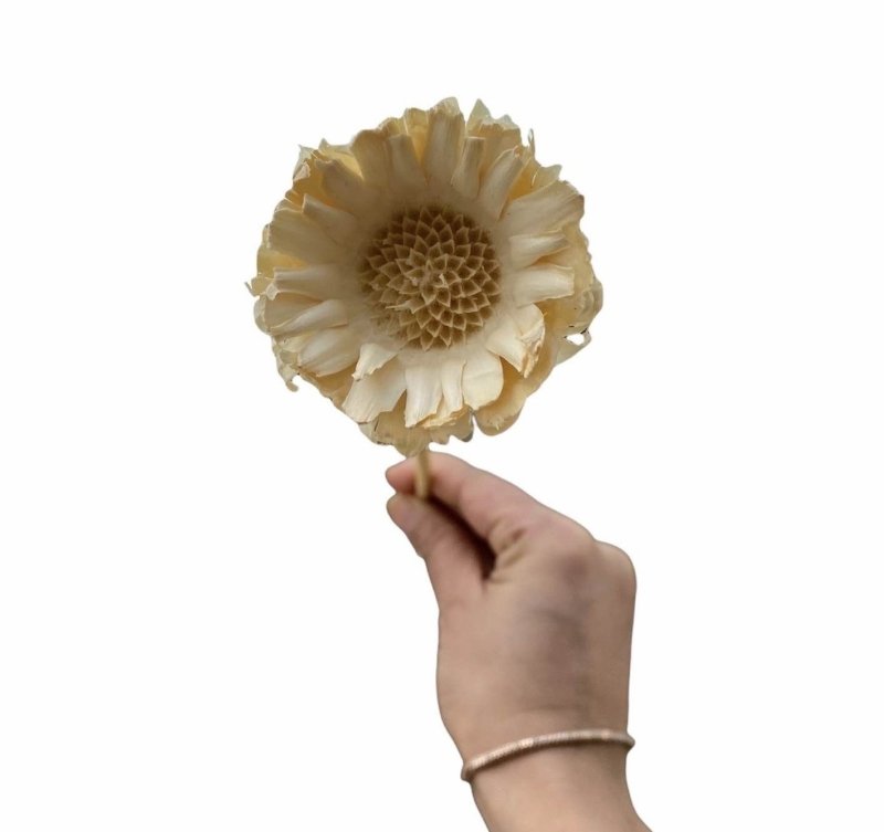 Sunflower (Helianthus) - Dry Flowers Traders | Dried Flowers