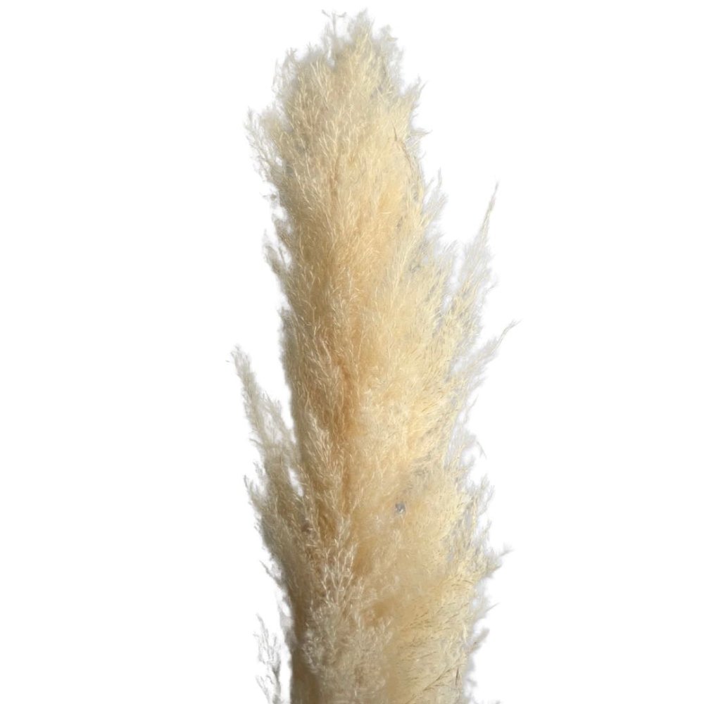 Preserved Pampas Grassland-Cortaderia selloana - Dry Flowers Traders | Dried and Preserved Flowers