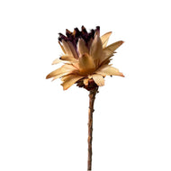 Protea Neriifolia