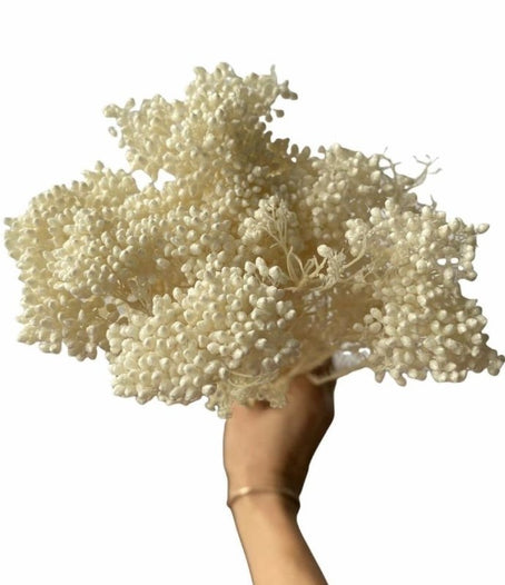 Rice Flower (Ozothamnus Diosmifolius) - Dry Flowers Traders | Dried and Preserved Flowers
