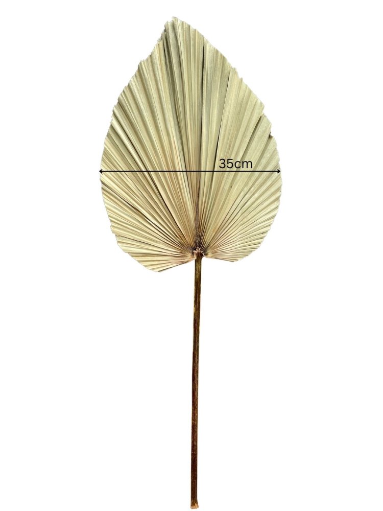 Spear Palm (Arecaceae) - Dry Flowers Traders | Dried and Preserved Flowers