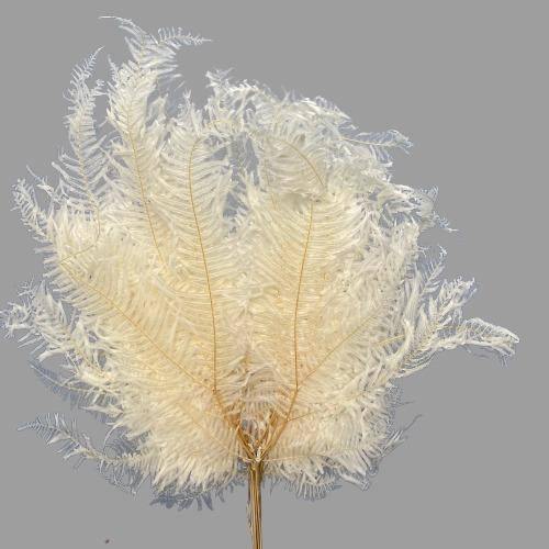 Mountain Fern - Dryopteris campyloptera - Dry Flowers Traders