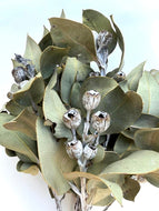 Tetragona Nuts - Dry Flowers Traders |