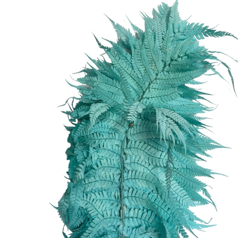 Large Leather fern (Rumohra adiantiformis) - Dry Flowers Traders | Dried and Preserved Flowers