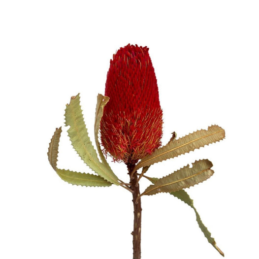 Hookeriana Banksia - Dry Flowers Traders | Dried and Preserved Flowers