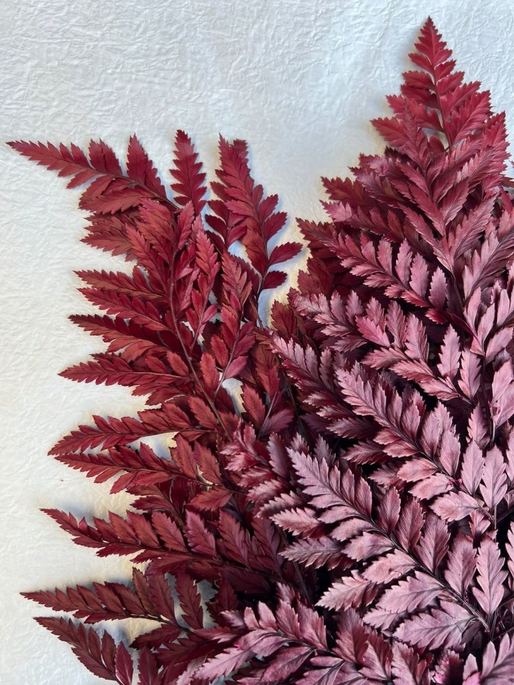 Mini Leather Fern (Rumohra adiantiformis) - Dry Flowers Traders | Dried and Preserved Flowers