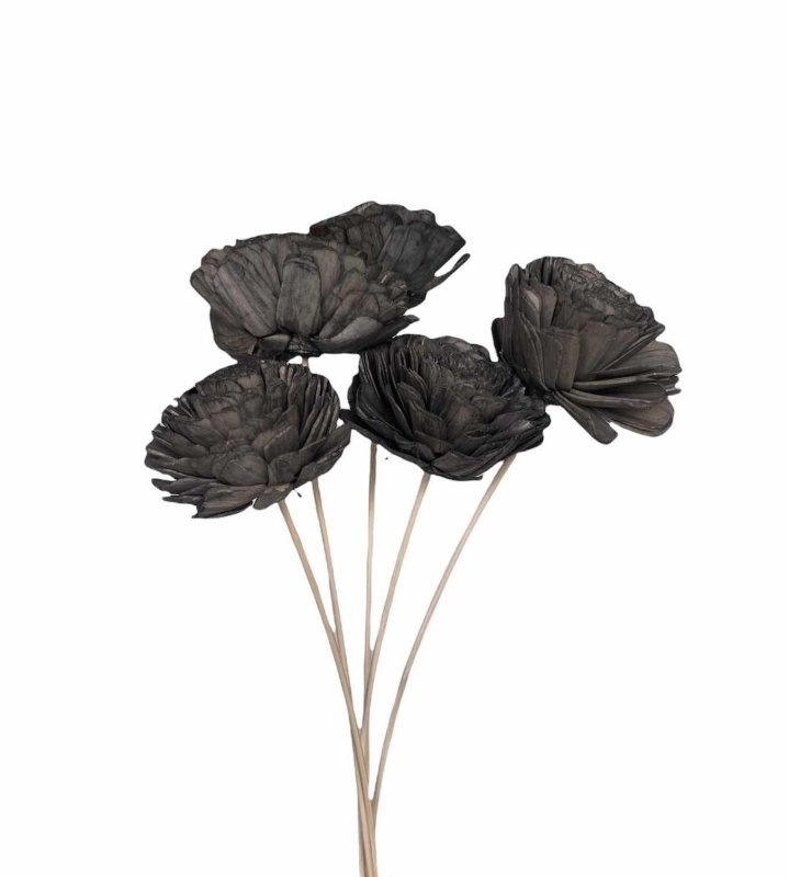 Ranunculus Asiaticus - Dry Flowers Traders | Dried and Preserved Flowers