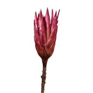 Protea Repen