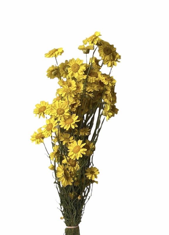 Dry Daisy (Mmobium winged) - Dry Flowers Traders | Dried Flower