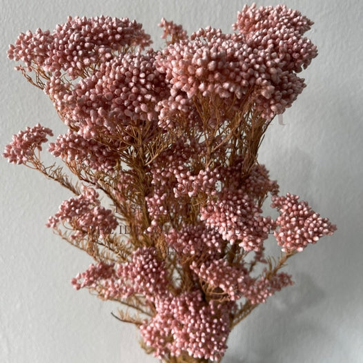 Rice Flower (Ozothamnus Diosmifolius) - Dry Flowers Traders | Dried and Preserved Flowers