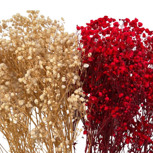 Baby Breath (Gypsophila Paniculata) - Dry Flowers Traders | Dried and Preserved Flowers