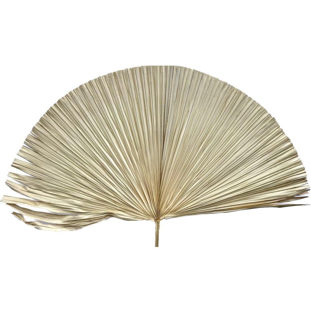 Round Dry Palm - Dry Flowers Traders |