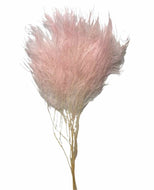 Tiki Fern - Asparagus virgatus - Dry Flowers Traders | Dried and Preserved Flowers