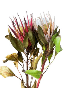 King Protea - Dry Flowers Traders |