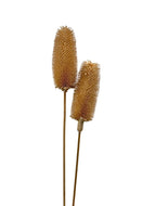 Teasel (Single Head) - Dry Flowers Traders |