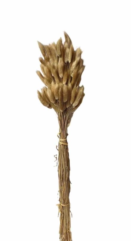 Bunny Tails (Lagurus ovatus) - Dry Flowers Traders | Dried and Preserved Flowers