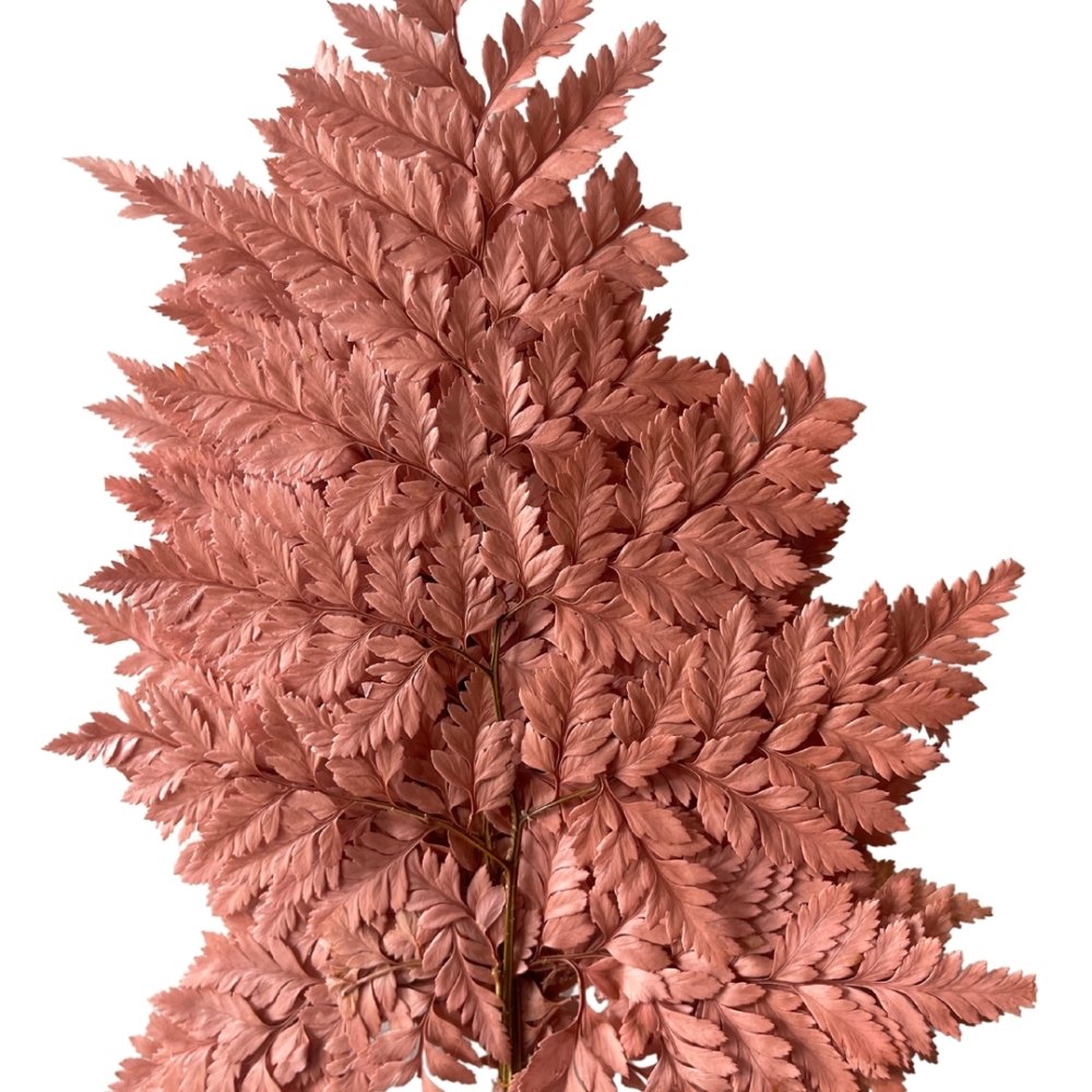 Mini Leather Fern (Rumohra adiantiformis) - Dry Flowers Traders | Dried and Preserved Flowers