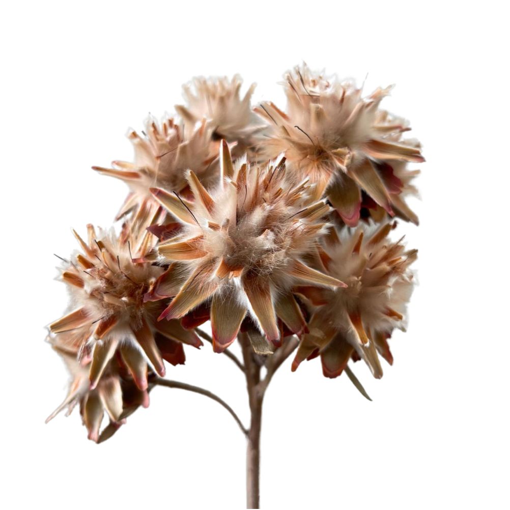 Dried Plumosum -Leucadendron