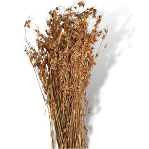 Wallaby Grass - Rytidosperma C - Dry Flowers Traders |