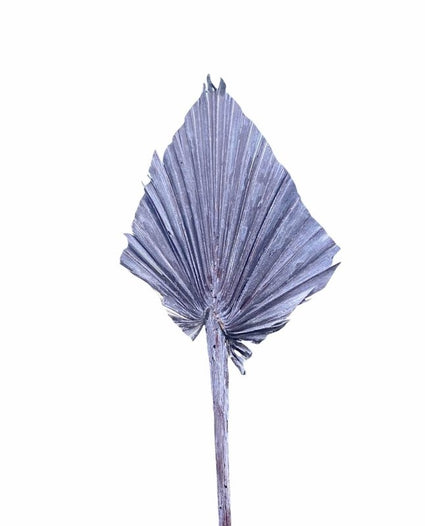 Mini Spear palm - Arecaceae - Dry Flowers Traders | Dried and Preserved Flowers