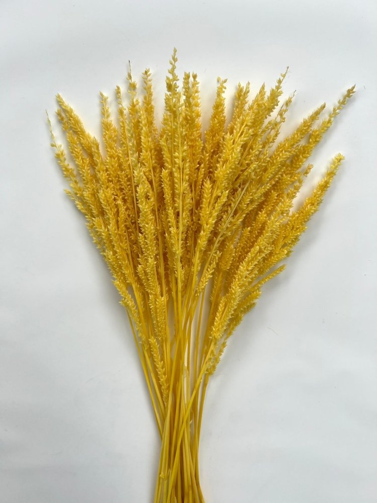 Cloud Ears/Straight Amaranthus (Cruentus) - Dry Flowers Traders | Dried and Preserved Flowers
